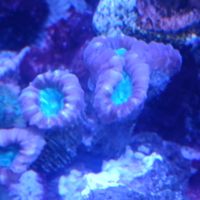 Acquario Marino caulatrea furcata