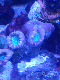 Acquario Marino caulatrea furcata