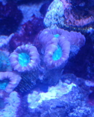 Acquario Marino caulatrea furcata