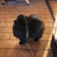 Spitz tedesco nano Pomerania