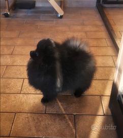 Spitz tedesco nano Pomerania