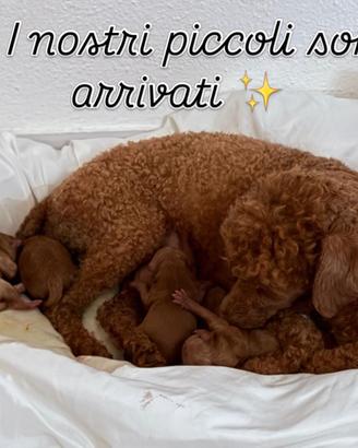 Barboncino toy red con pedigree enci
