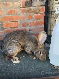 Conigli 2 femmine e un maschio