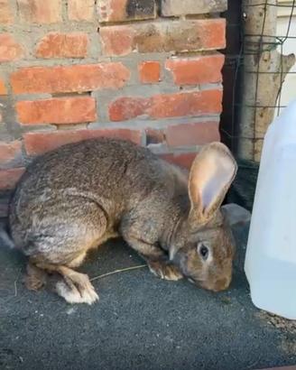 Conigli 2 femmine e un maschio