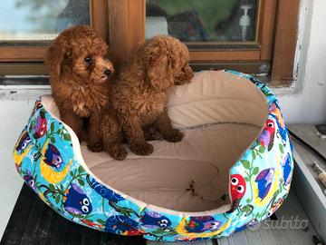 Cuccioli barboncini maschi e femmine