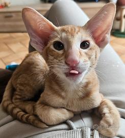 Gatto orientale