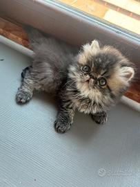 Cuccioli di persiani