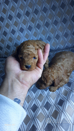 Mini cuccioli di maltesi barboncini maltipoo