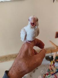 Calopsite adottato a mano