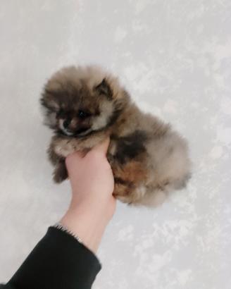 Volpino Pomerania maschio