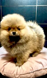 Spitz Pomerania toy nano