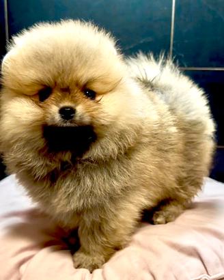 Spitz Pomerania toy nano