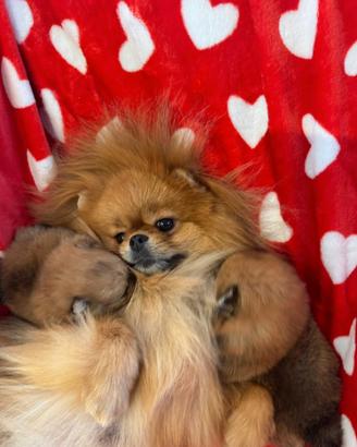 Spitz Di Pomerania Mini