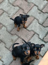 Pinscher