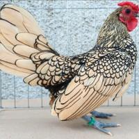 Sebright argento orlate nere