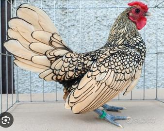 Sebright argento orlate nere