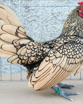 Sebright argento orlate nere