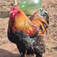 Gallo brahma perniciato