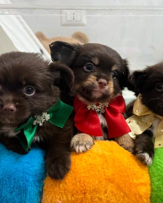 Chihuahua maschietti