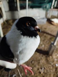 Piccioni Tigranoni modenesi