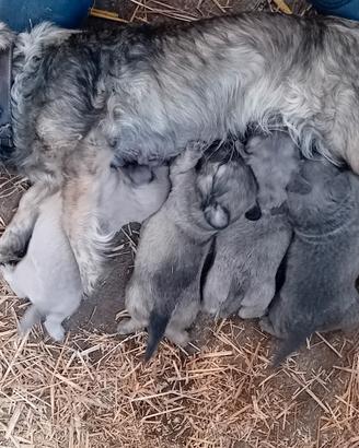 Cuccioli taglia piccola