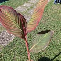 Spendida pianta di Canna Indica Tropicanna