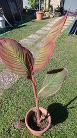 Spendida pianta di Canna Indica Tropicanna
