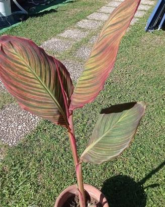 Spendida pianta di Canna Indica Tropicanna