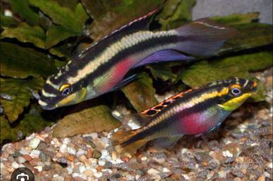 Pelvicachromis pulcher pesci coppia