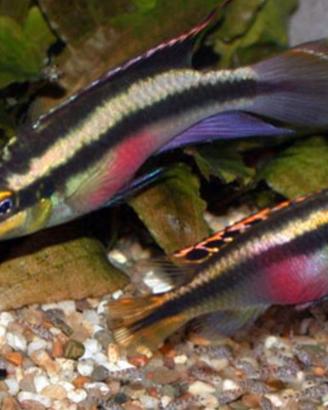 Pelvicachromis pulcher pesci coppia