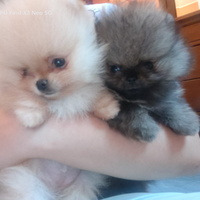 Spitz di Pomerania nano