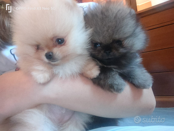 Spitz di Pomerania nano