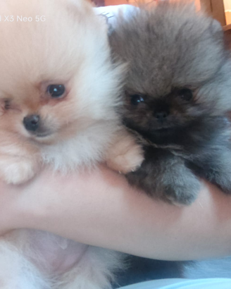Spitz di Pomerania nano