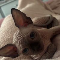 Cuccioli di sphynx