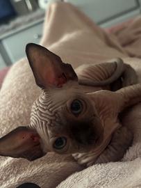 Cuccioli di sphynx
