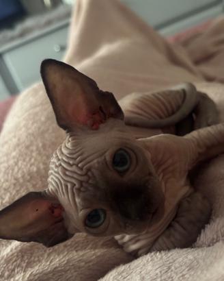 Cuccioli di sphynx