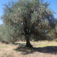 Piante ulivo secolari