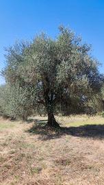 Piante ulivo secolari