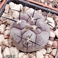 cactus copiapoa cinerea Mont perales rcp35 