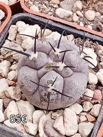 cactus copiapoa cinerea Mont perales rcp35 