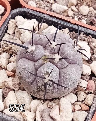 cactus copiapoa cinerea Mont perales rcp35 