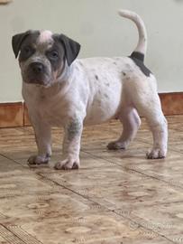 Cucciolo XL American Bully Tricolore