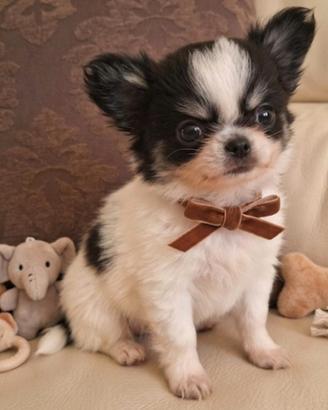 Chihuahua splendidi
