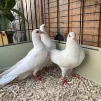 Colombe bianche e pezzate