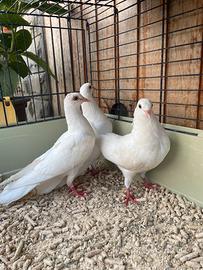 Colombe bianche e pezzate