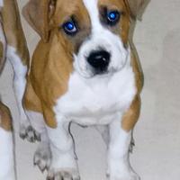 Cucciolo di pitbull