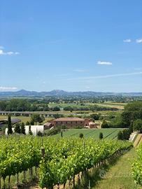 Vigneto e casale in Val di Chiana