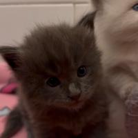 Maine coon x Ragdoll cucciolo