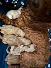 Barboncini Toy e Mini Toy