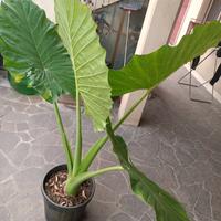 Pianta Alocasia ( orecchie d'elefante)